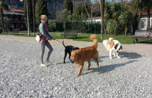 Hundegesprche in Torbole